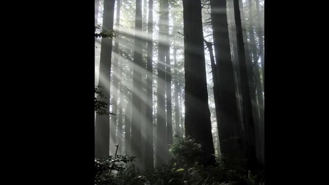 Eduardo Takes a Walk in a Redwood Forest смотреть онлайн