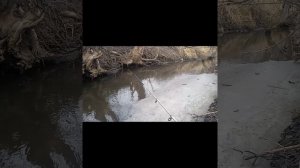голавль на опарыш