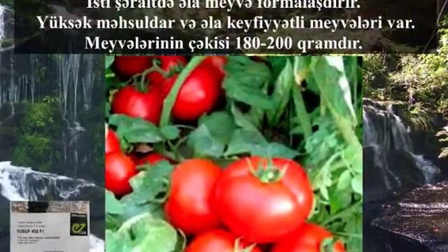 Lojain F1 - tanımış məşhur çeşid açıq sahə pomidoru 160-200 qr смотреть онлайн