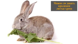 Можно ли давать кроликам листья хрена