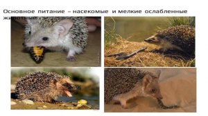 Презентационный ролик к занятию про ежа в объединении Ребятам о зверятах