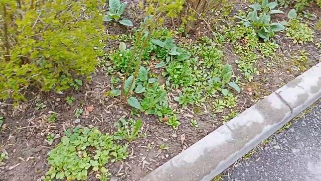 маргаритки смотреть онлайн