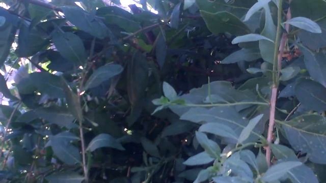 Годжи смотреть онлайн