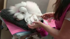 Curling a standard Poodles topknot