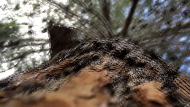 Видеофон Жизнь на верхушке дерева смотреть онлайн