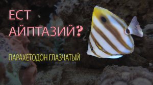 Ест айптазий? Рифсейф? Парахетодон Глазчатый/Parachaetodon ocellatus Морской аквариум