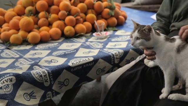 Город кошек (Kedi), Стамбул, 2016. смотреть онлайн