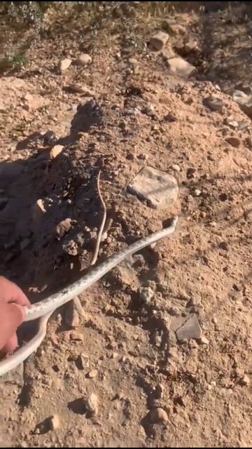 Desert Snake...🐍 🐍 🐍 #Israel Diaries Channel смотреть онлайн