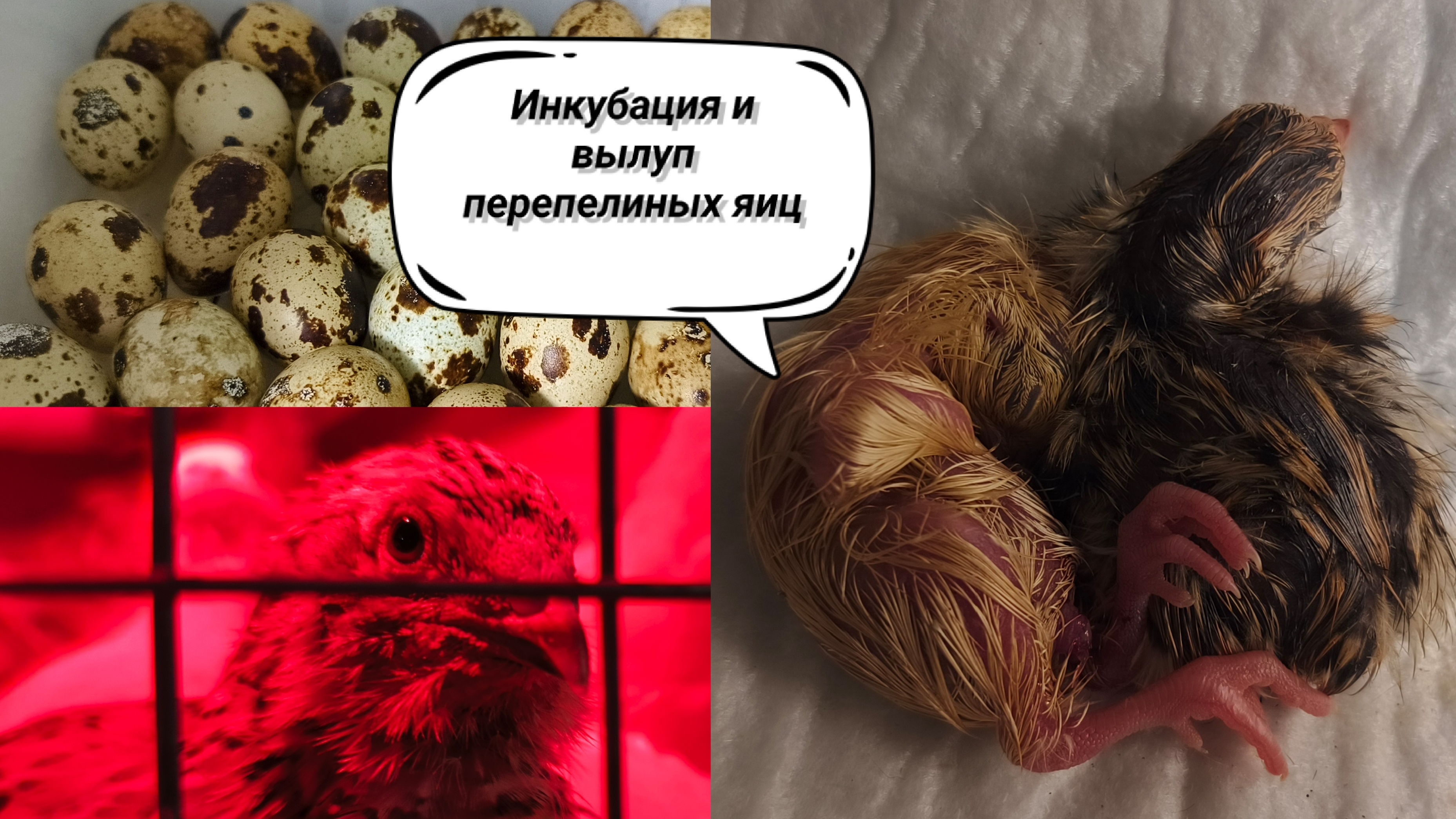 Вылуп перепелов.Инкубация перепелиных яиц