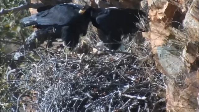 Чёрные орлы/родители кормят птенца 06062022 смотреть онлайн