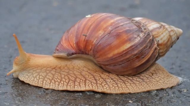 Giant blonde snail (Lissachatina immaculata), iMfolozi (South Africa) 26-11-2022 смотреть онлайн