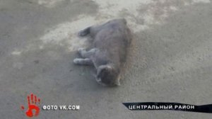 Живодер, который выбросил их окна 2 котов, считает наказание суровым