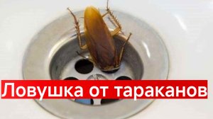 ЭФФЕКТИВНОЕ НАРОДНОЕ СРЕДСТВО ОТ ТАРАКАНОВ..Безотказные средства.