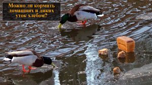 Можно ли кормить уток хлебом