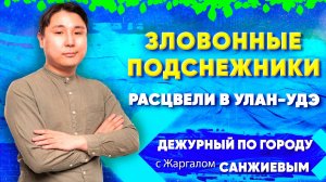 Зловонные подснежники расцвели в Улан-Удэ | ДПГ. Неделя