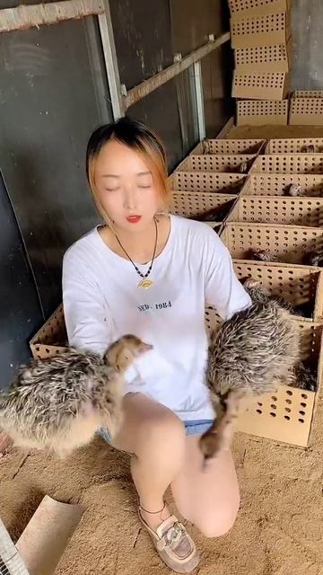 Amazing Ostriches Farm ! Happy Working at Ostriches farm , Feeding to ostriches #ostrich #short39 смотреть онлайн