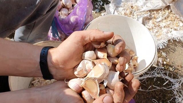 Шелушение головок на зубки. Смотришь просто, начинаешь делать руки отпадают.