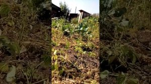 Как восстановить огород после длительного отпуска часть вторая)