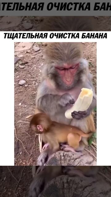 ТЩАТЕЛЬНАЯ ОЧИСТКА БАНАНА смотреть онлайн