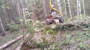 Валка леса валочная jcb, харвестерная голова logmax 6000b,прх делянка, небольшой кусочек, часть 1