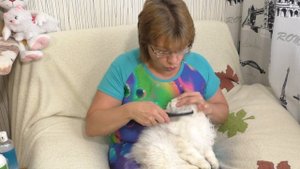 Как расчесать кота, чтобы у него не было колтунов