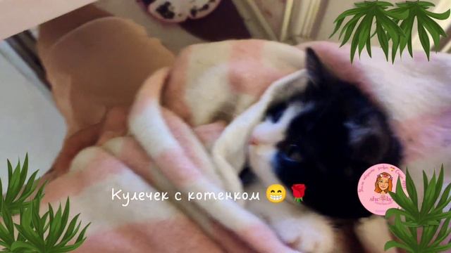 🔥 Всё детки любят кулёчки 💓 спинальник Тедди🐱 греет свои задние лапки 🍀