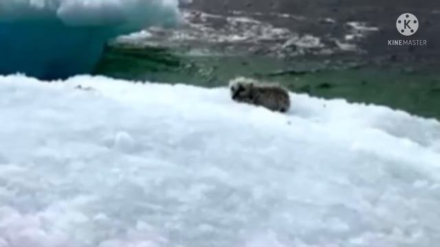 Рыбаки увидели нечто удивительное на айсберге , приблизившись они поняли в чём дело смотреть онлайн