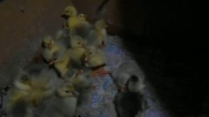 Гусята. Лапки в стороны!