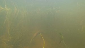 Подводная охота на р.Лесной. Щучий день!