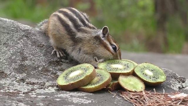 Скалы Петра Гронского и кормление бурундука mp4 смотреть онлайн