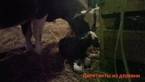 Первые минуты жизни телёнка и первое кормление. Т🤗