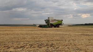 Жнива 2022 р. Косимо зимуючий (озимий) горох.21.06. #фермер #жнива #комбайны #горох