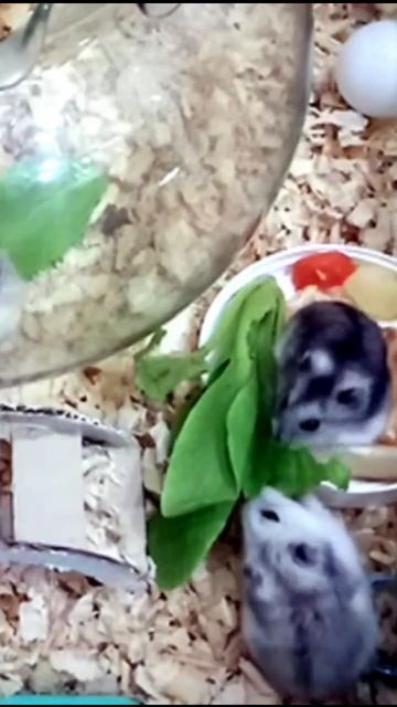 Spinach Is One Of Favorite Food For Hamster смотреть онлайн
