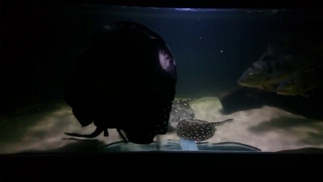 Potamotrygon leopoldi matting смотреть онлайн