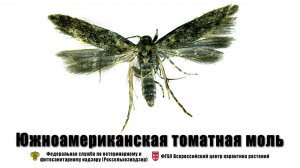 Южноамериканская томатная моль (Tuta absoluta Povolny)