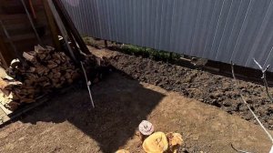 Ейск. Никто не верит.  Как вырастить киви, гранат и хурму на севере Краснодарского края.