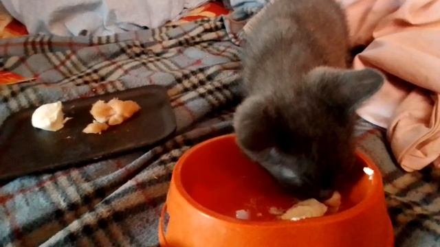Хорошо покушали котята.