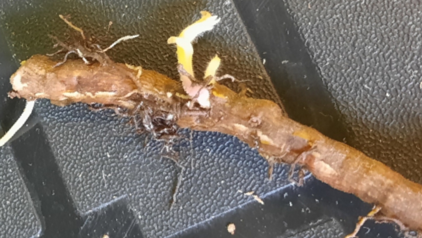 Размножение ежевики корнем смотреть онлайн