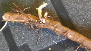 Размножение ежевики корнем