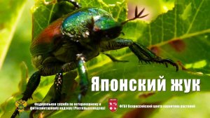 Японский жук