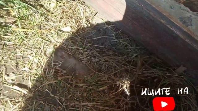 Денёк на Хуторке смотреть онлайн