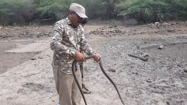 Bronze back (Dendrelaphis tristis) and Rat Snake (Pantherophis obsoletus) Releasing at Forest area смотреть онлайн