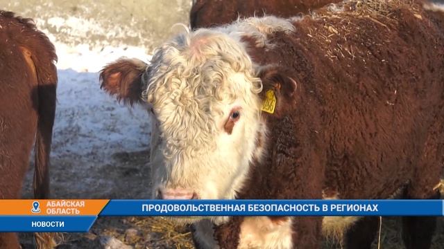 ПРОДОВОЛЬСТВЕННАЯ БЕЗОПАСНОСТЬ В РЕГИОНАХ смотреть онлайн