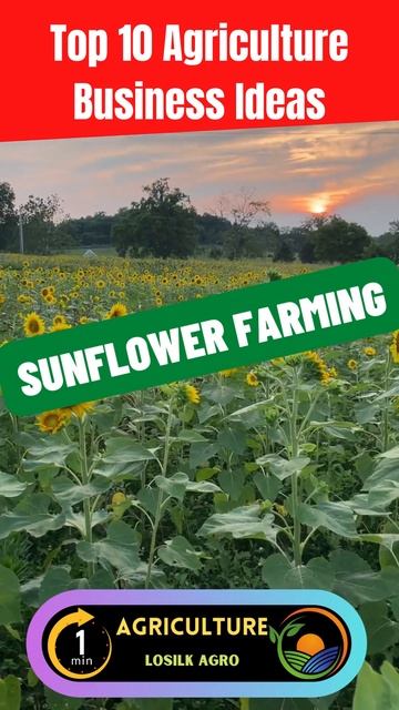 Sunflower Farming || Top 10 Agriculture Business Ideas #shorts
