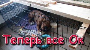 Сделал вольер собаке. Забрал ГУР. Поставил - протестировал. (03.25г.) Семья Бровченко