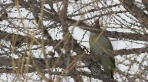 голос седого дятла весной