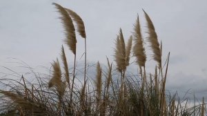 камыши на ветру