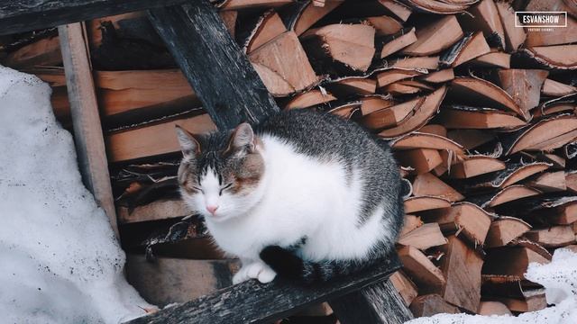 Прогулка кошки весенним пасмурным днём [Эпизод] смотреть онлайн