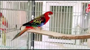 Red rosella parrot sound