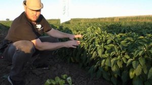 Перец БЭСТ   большой урожай плодов, плодоношение до морозов, отсутствие вершинной гнили #семенаперц